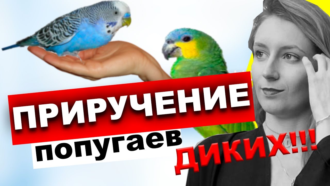 Как приручить дикого попугая?  Попугай не приручается, что делать, если попугай боится рук?