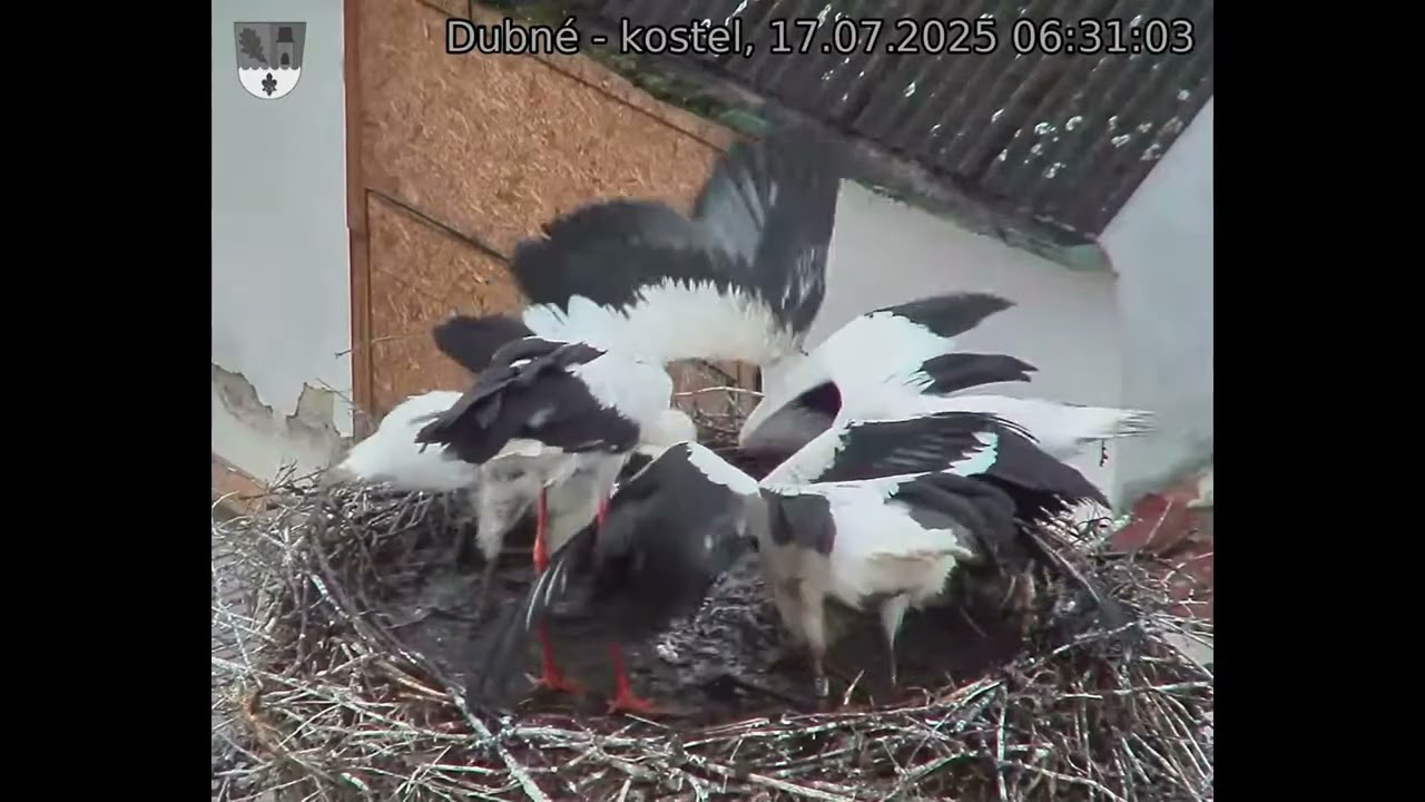Maruška podává dubenským dráčkům snídani 17.7.25