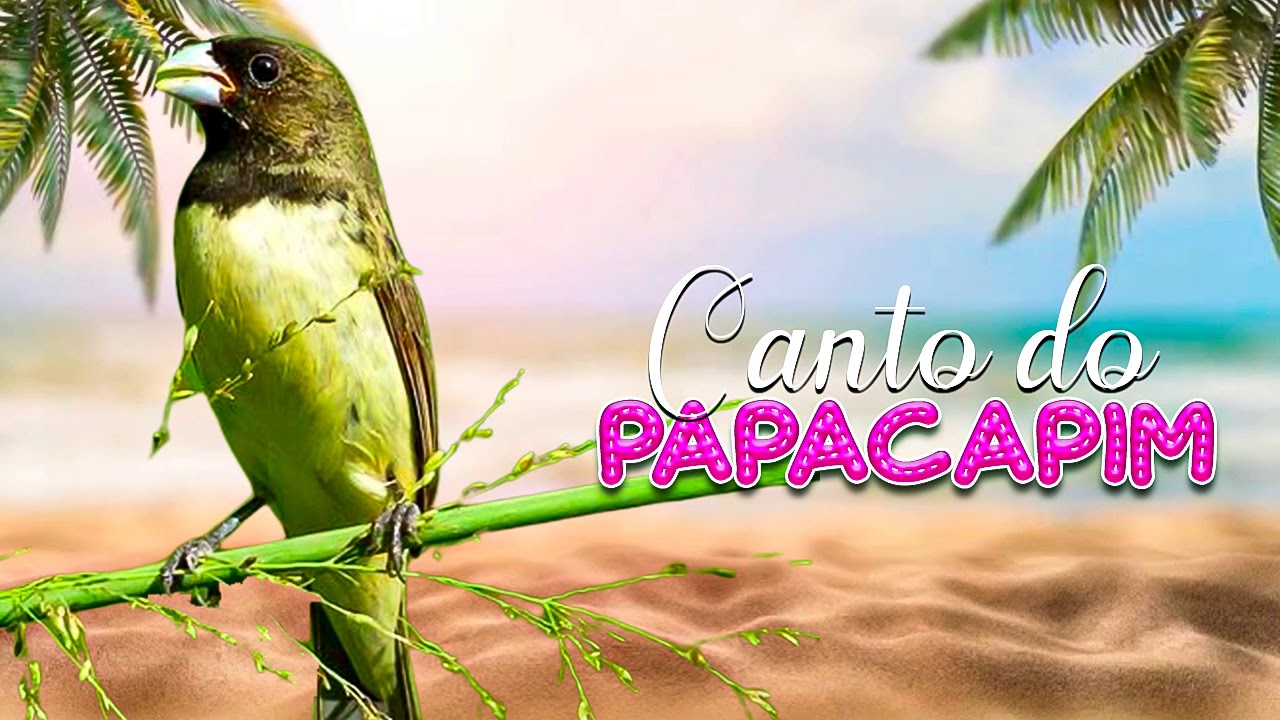 Canto do Papa Capim