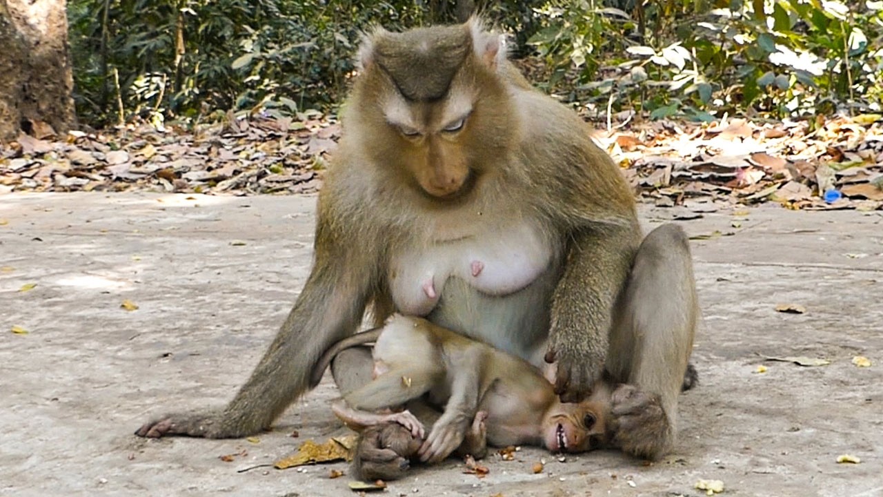 Quiet wild scenes |Monkey Rose starts to reduce milk & teach Rina how eat them food
