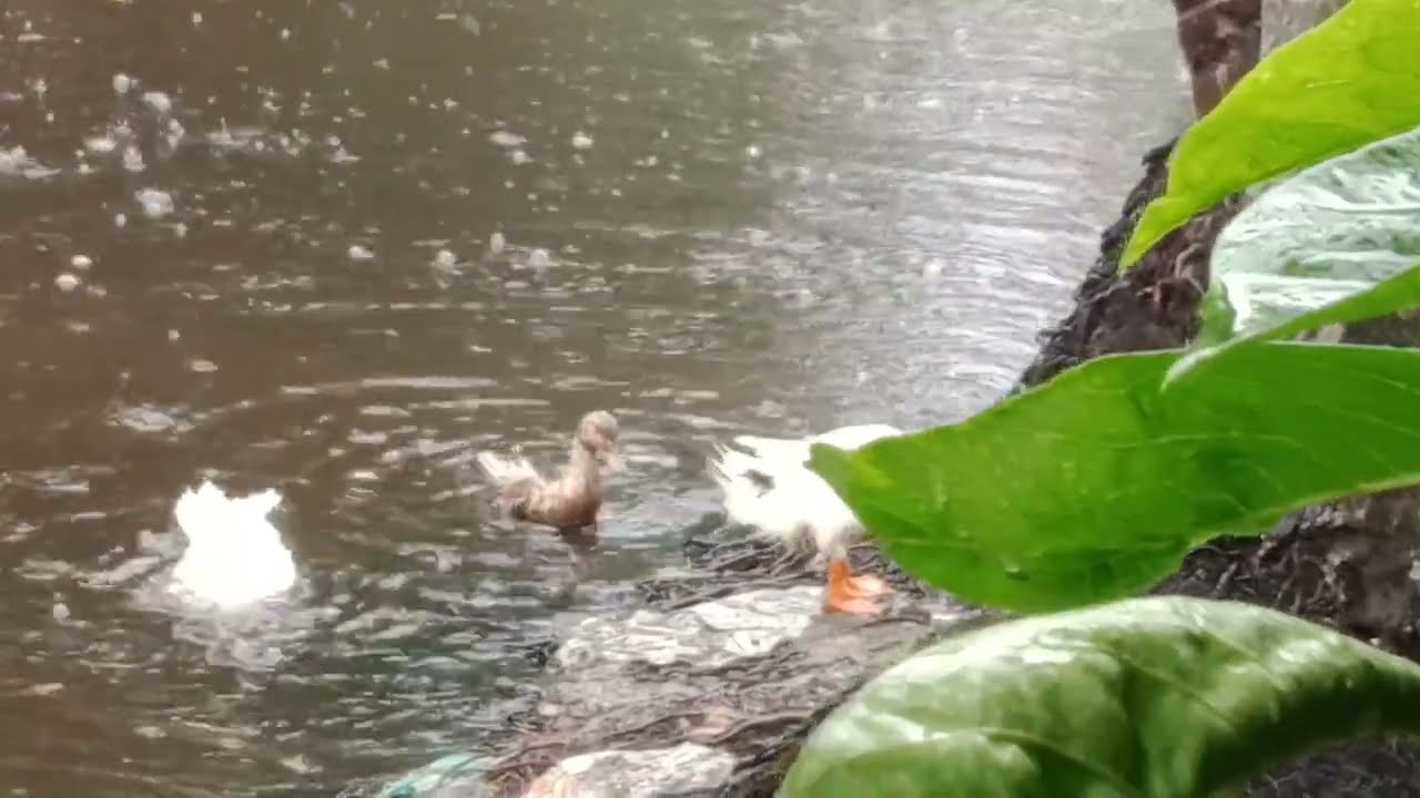 My duck Society a rainy day 🥴❤❤🤷 so cute 🥺🥰