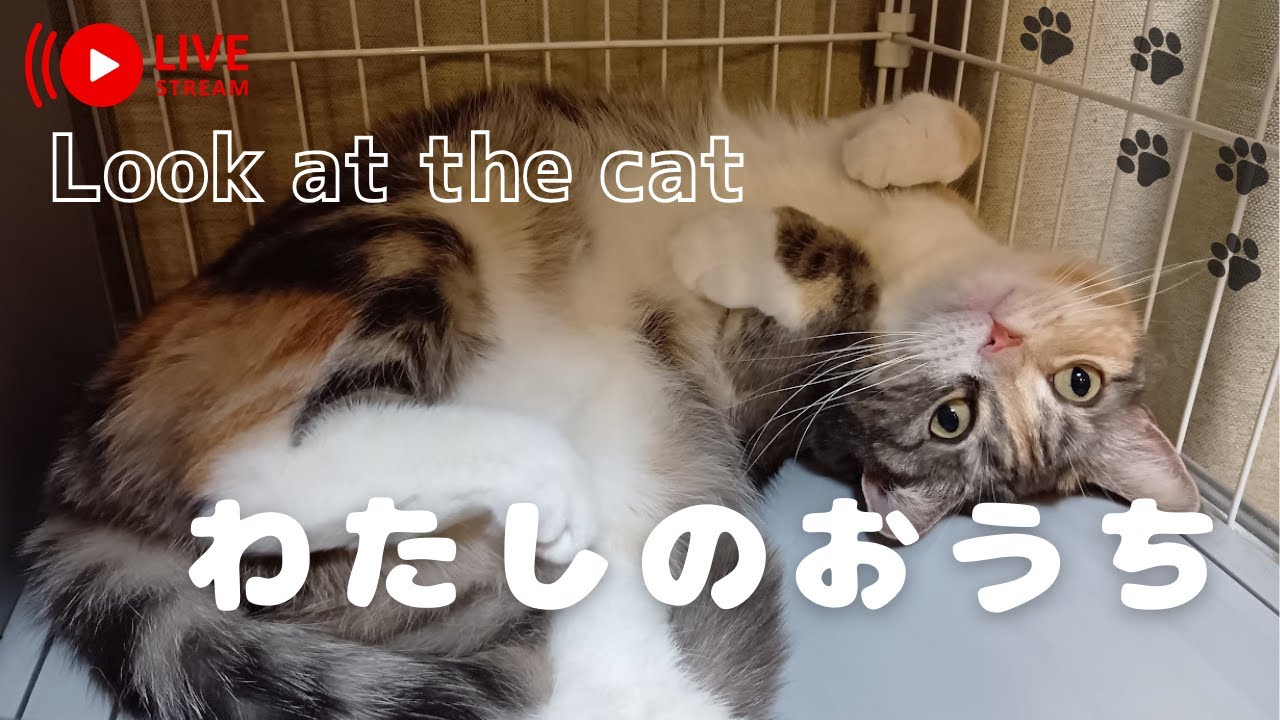 02-24│猫たん留守番中🐾Quiet Cat Live《ベロ出してた》