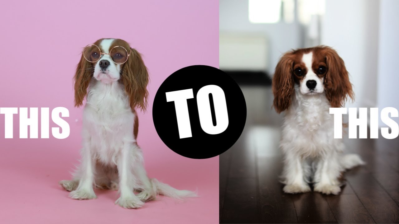 THE SIDE EFFECTS OF SPAYING A FEMALE DOG