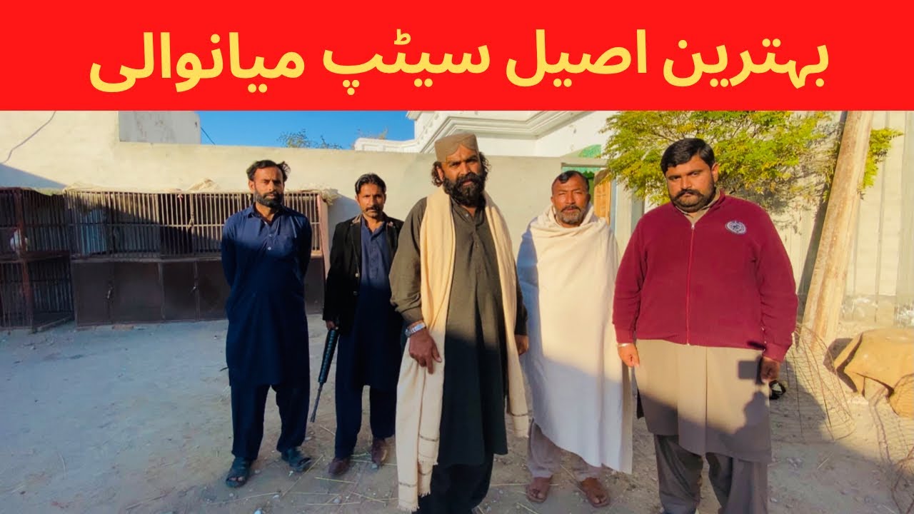 Best Aseel Setup - Aseel Cages Dera Gul afzal Khan(USA) In Mianwali