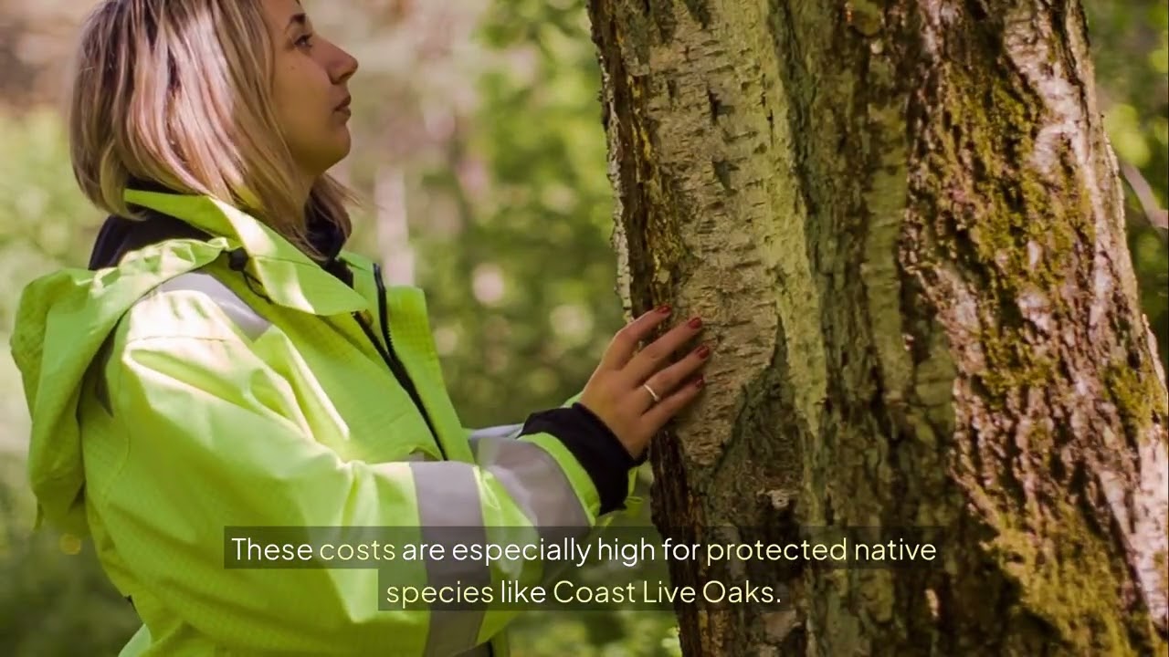 Do homeowners pay for tree removal in San Luis Obispo? Blue Diamond Tree And Landscape