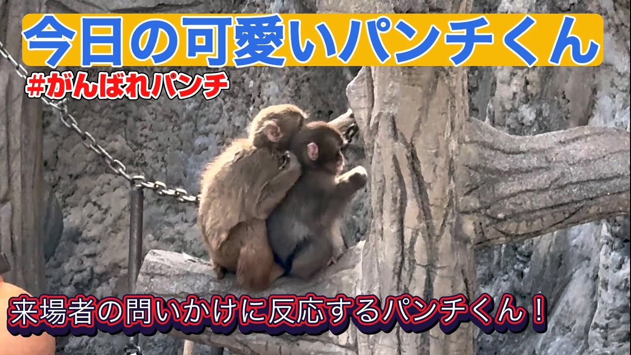 2026/3/17 人間の言葉が理解出来るパンチくん　#がんばれパンチ　#市川市動植物園　#