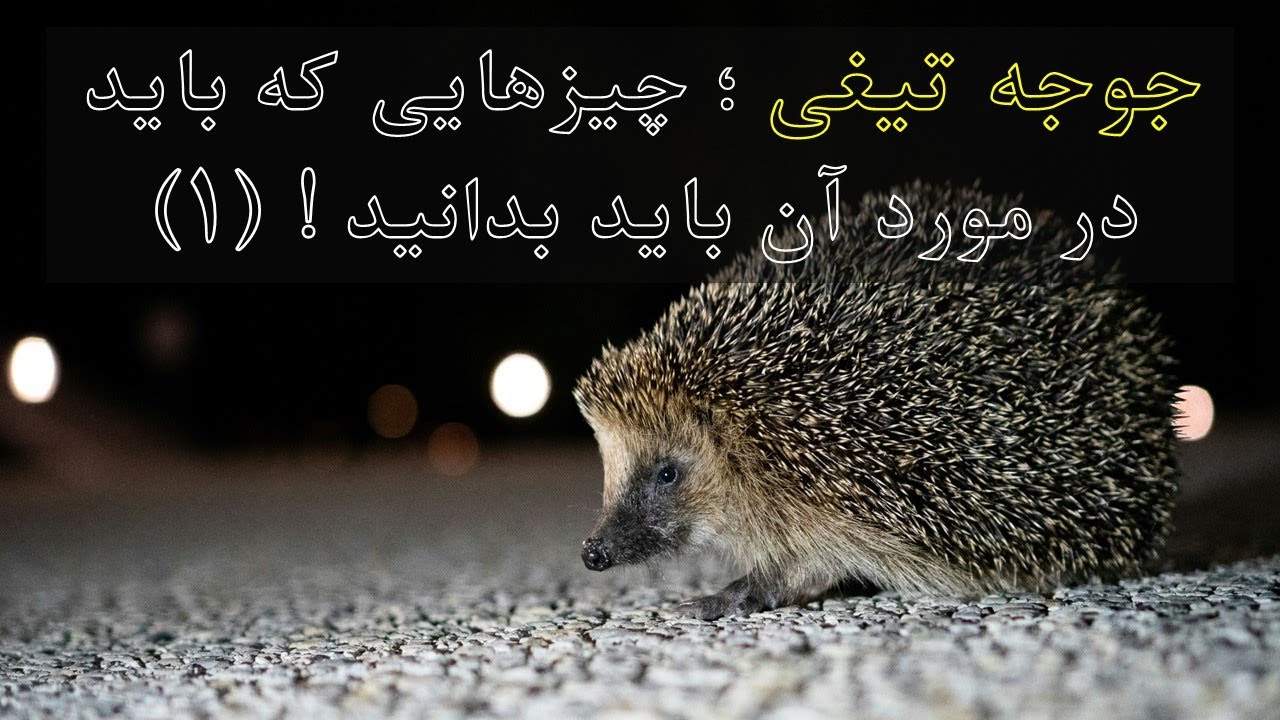 #جوجه_تیغی ؛ چیزهایی که باید در مورد جوجه تیغی بدانید ! نگهداری و تغذیه . قسمت اول