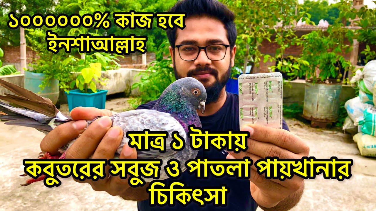 মাত্র ১ টাকায় কবুতরের সবুজ বা পাতলা পায়খানার সহজ সমাধান ও চিকিৎসা- কবুতরের ডায়রিয়া আমাশয়ের চিকিৎসা