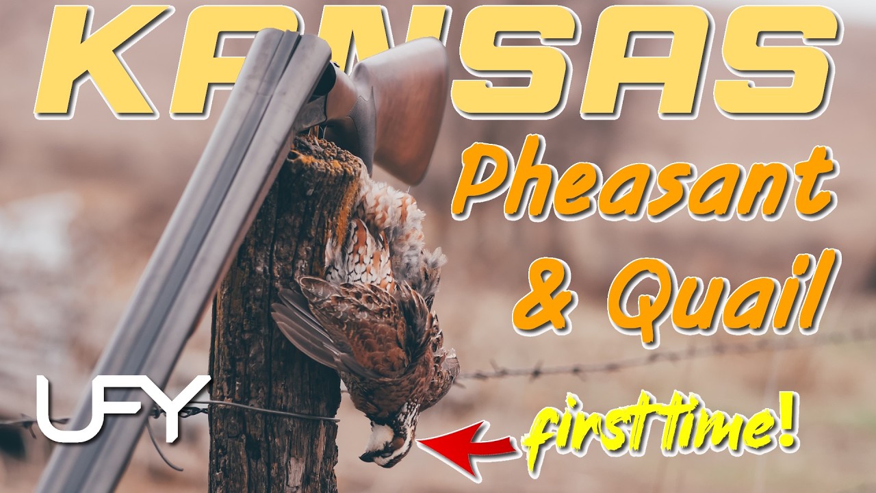 My First Bobwhite Quail Ever! | Kansas Quail and Pheasant Hunting #pheasanthunting #quailhunting