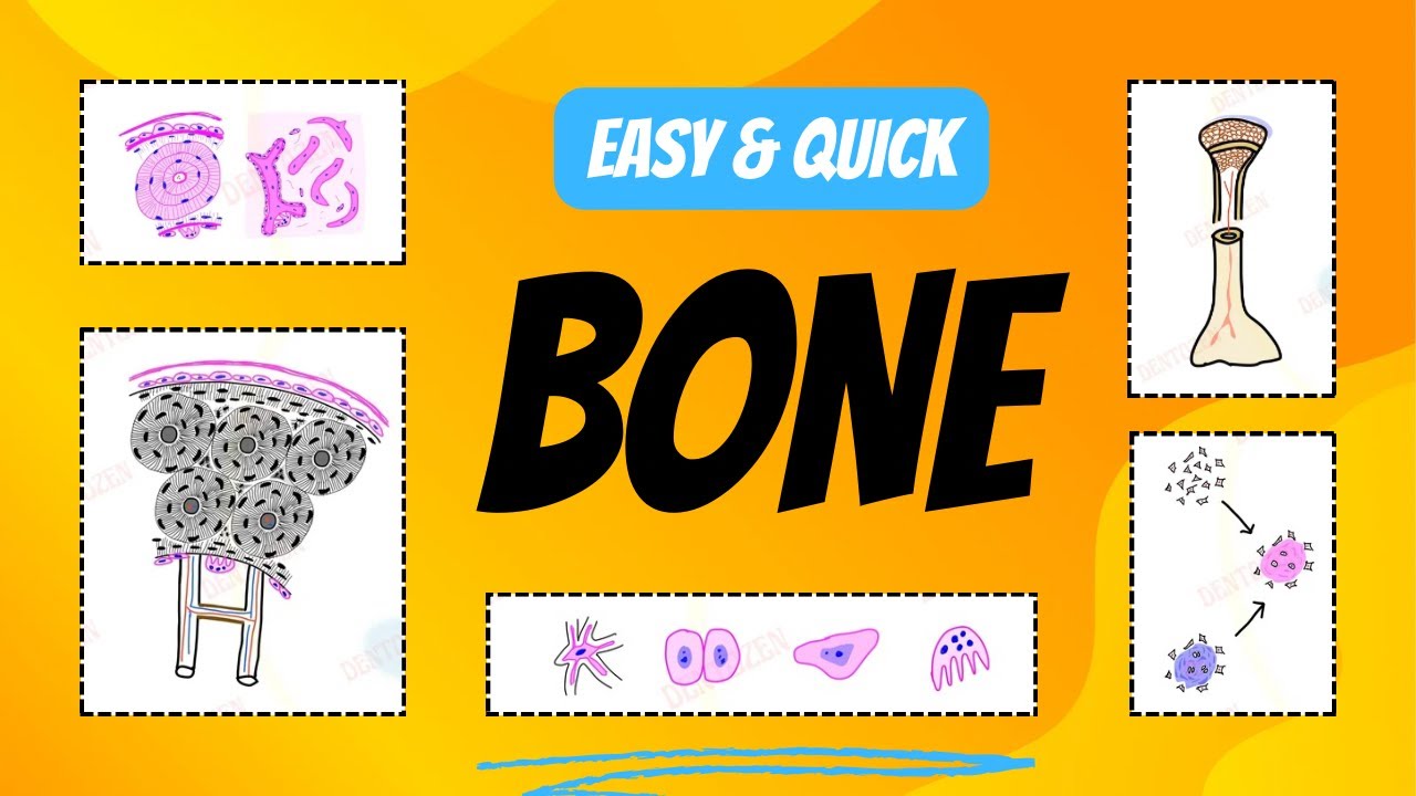 Bone classification and Histology Explained | Bone Cells