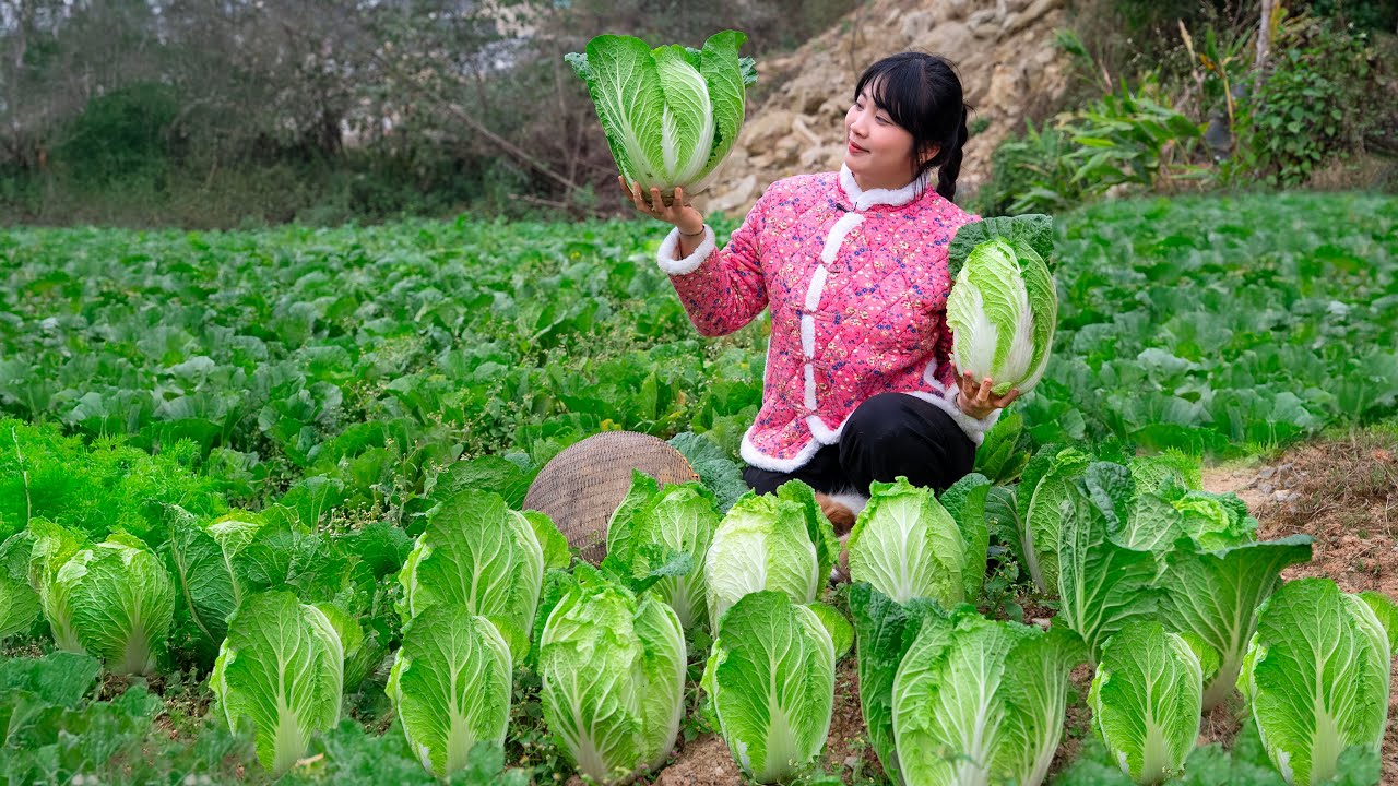 Making Authentic Korean Kimchi – Harvesting Napa Cabbage From The Field And Selling It At The Market