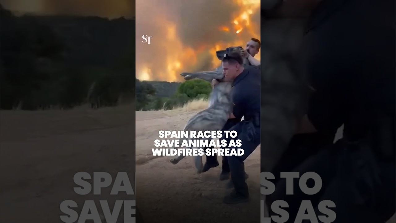 Spain races to save animals as wildfires spread