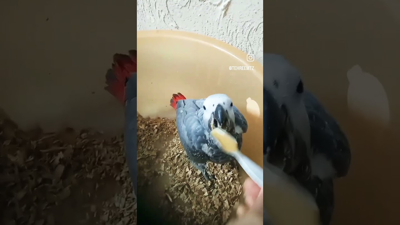 grey parrot feeding time #greyparrot #birds #baby #viral