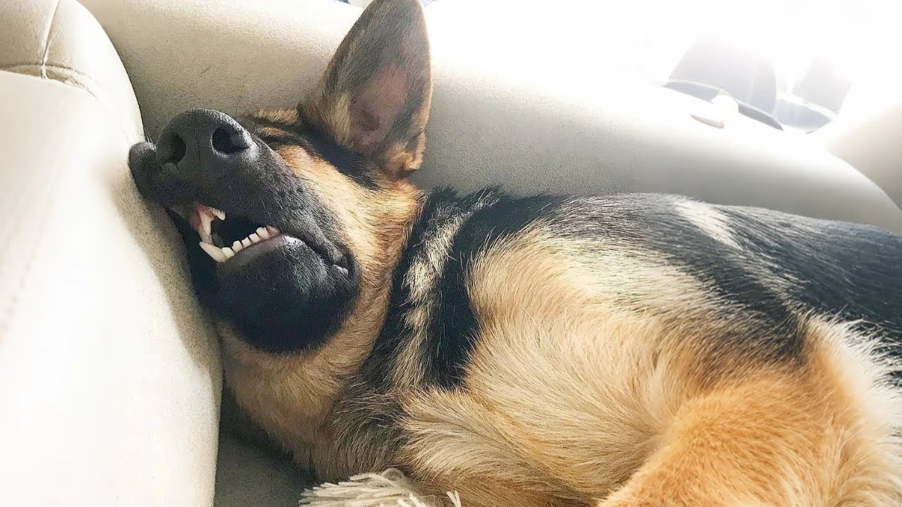 When Your Dog Thinks He’s the Boss of the House 🐶 Funny Dog Videos