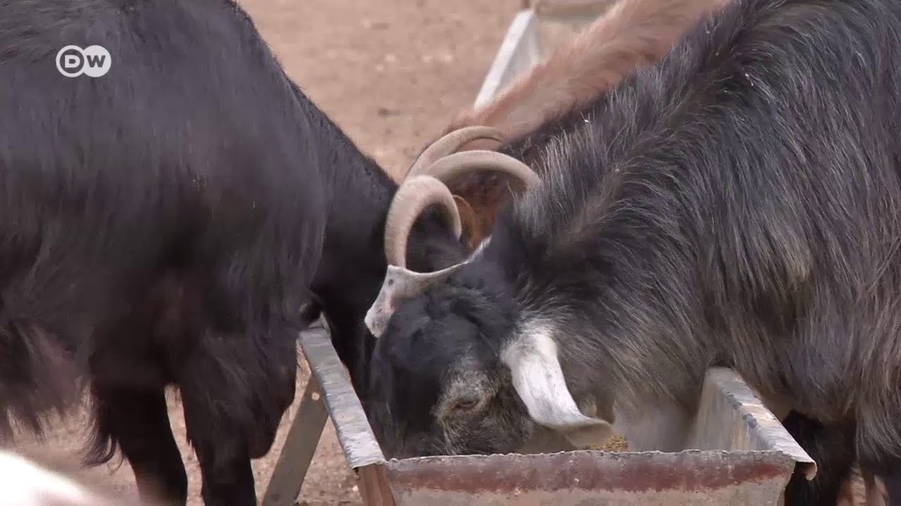Putting nature back into Jordan's natural resources | DW English