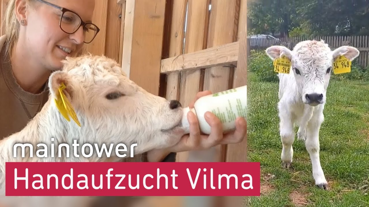 K&auml;lbchen Vilma wird mit der Hand aufgezogen | maintower