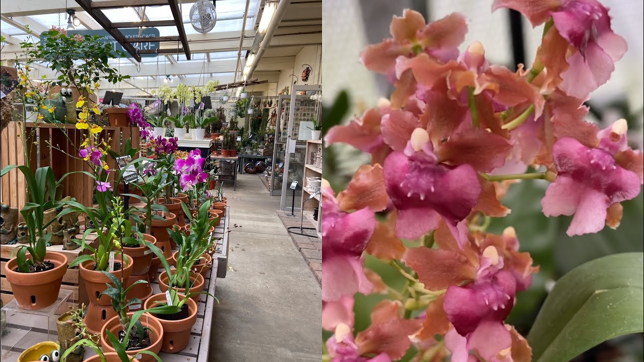 Come Orchid Shopping With Me!