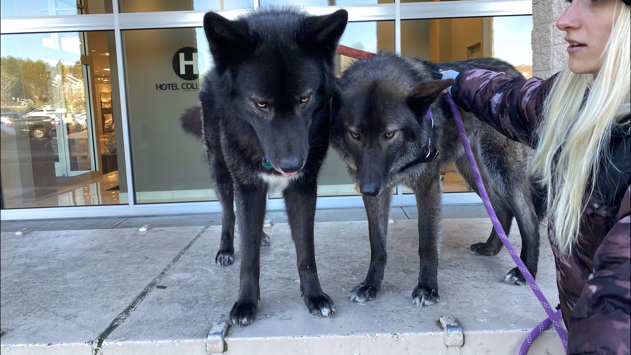 How to tell wolf content in a Wolfdog (part 3)
