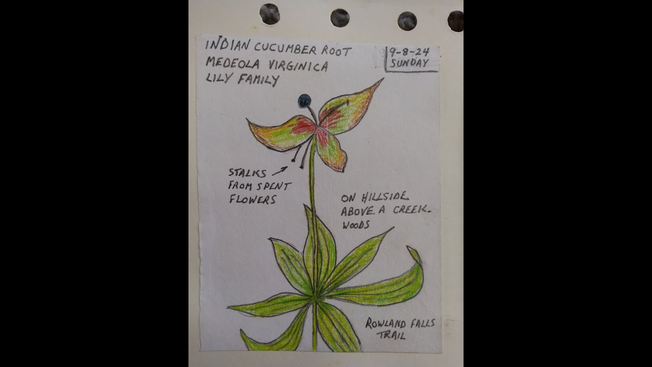 Wildflower Field Sketches for ID/Information, Nature Journaling, Botany, Color Pencil, Drawing