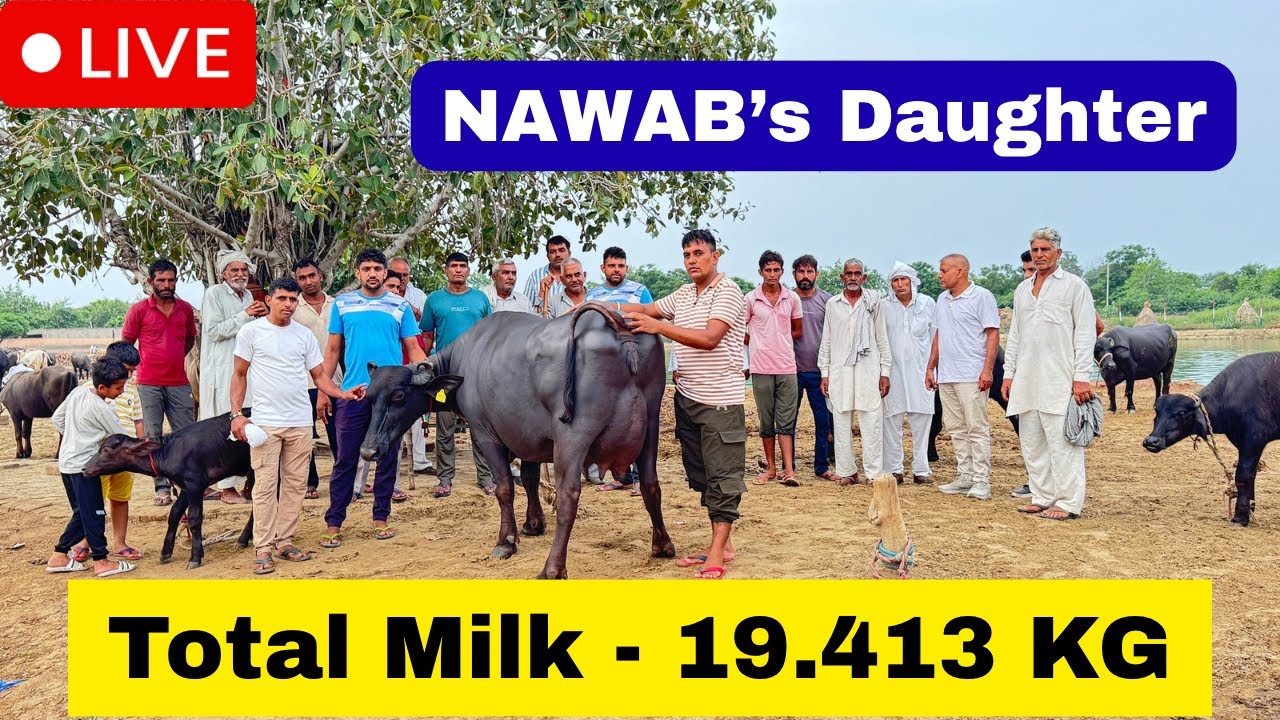 Live HLDB Final Milking || Daughter of Nawab || Village-Kanheri, Near-Tohana || Naresh-8607240579