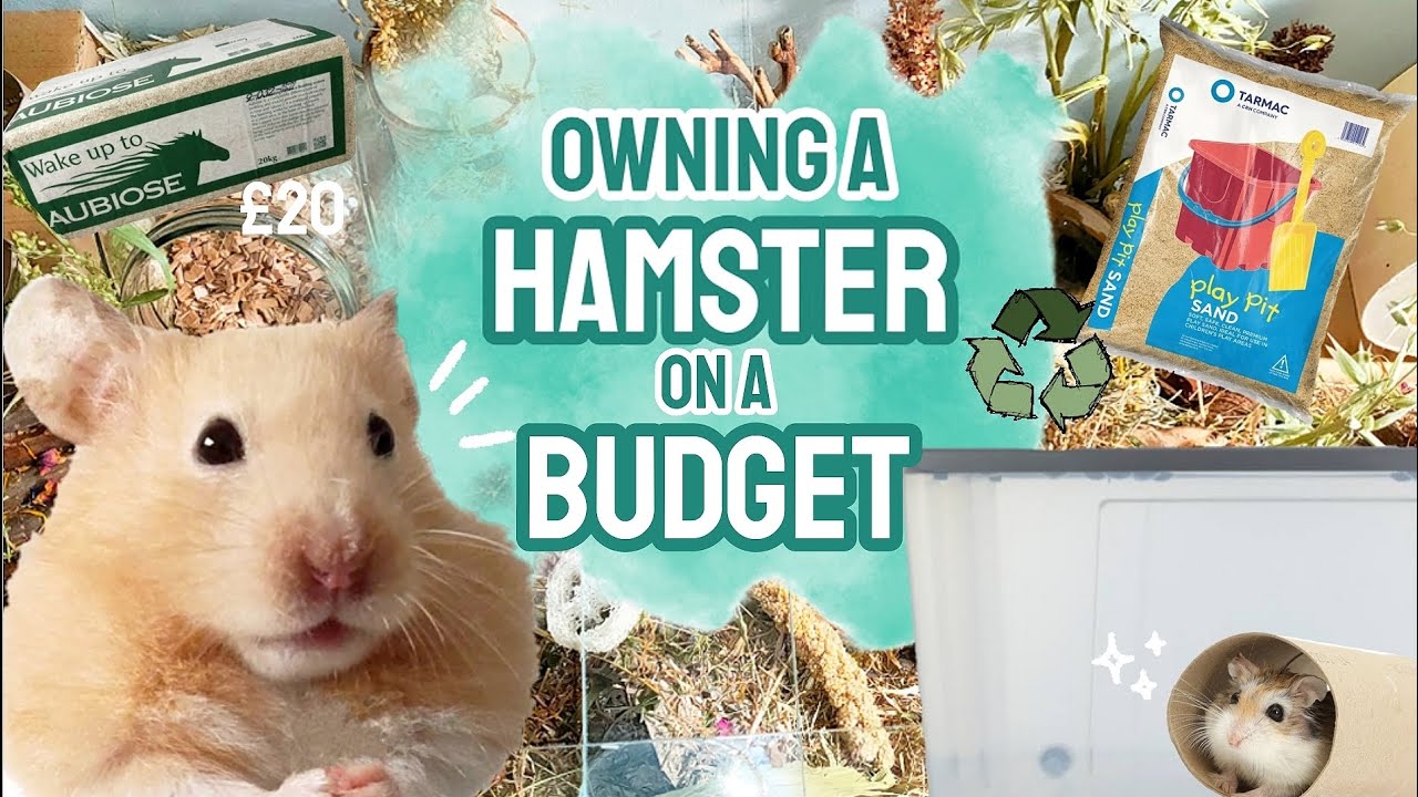 Owning a Hamster on a Budget! - Where to Find Cheap Pet Supplies 🐹💸