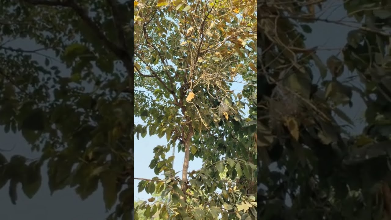 Bird's sounds #youtube #nature #birdsounds #birds @అనుదినమన్నా 