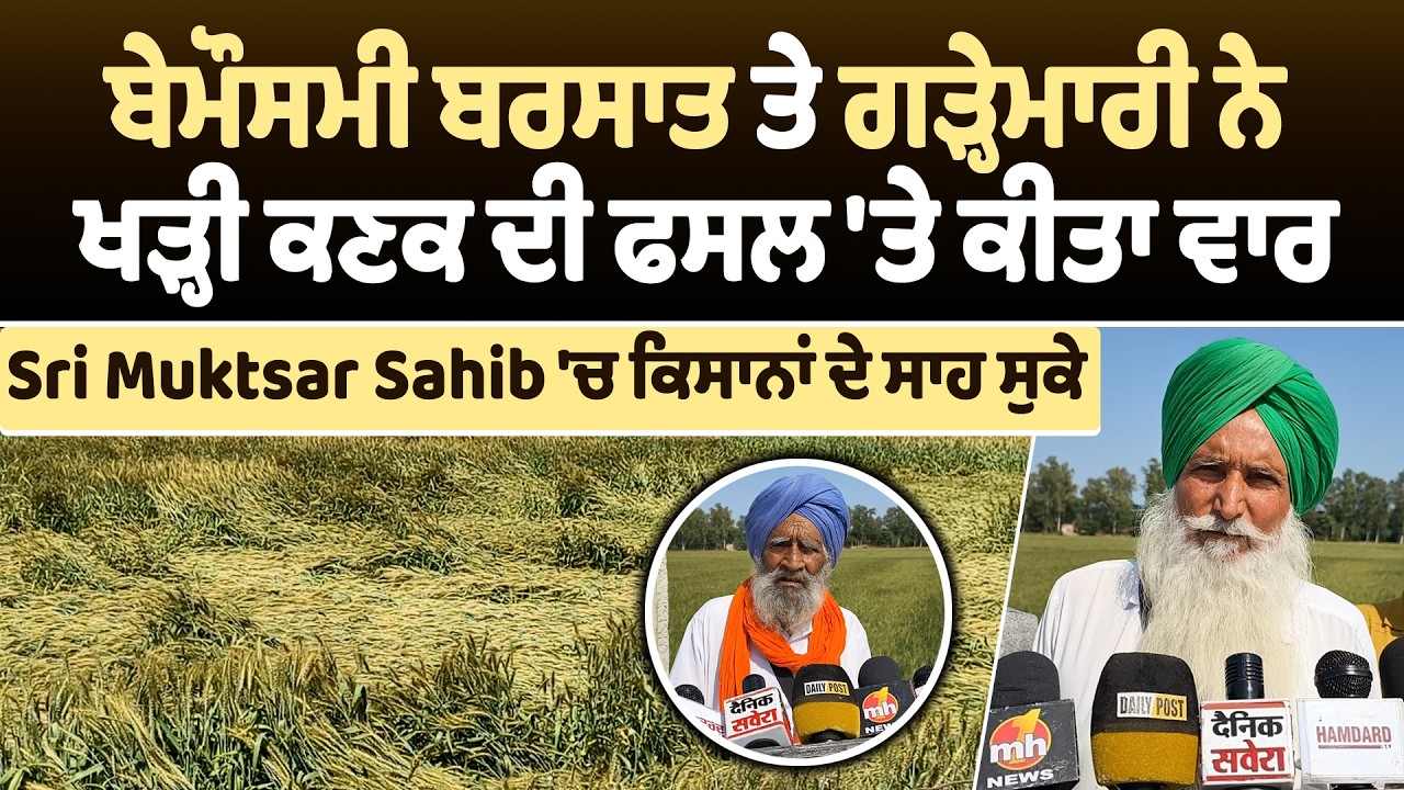 ਬੇਮੌਸਮੀ ਬਰਸਾਤ ਤੇ ਗੜ੍ਹੇਮਾਰੀ ਨੇ ਖੜ੍ਹੀ ਕਣਕ ਦੀ ਫਸਲ 'ਤੇ ਕੀਤਾ ਵਾਰ,Sri Muktsar Sahib 'ਚ ਕਿਸਾਨਾਂ ਦੇ ਸਾਹ ਸੁਕੇ