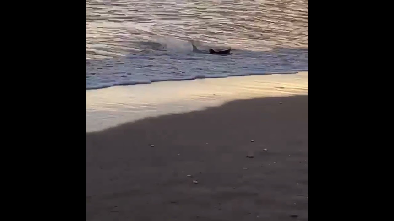 PORBEAGLE SHARK FEEDING WHITSANDS BEACH 14/4/2021😵😵🦈