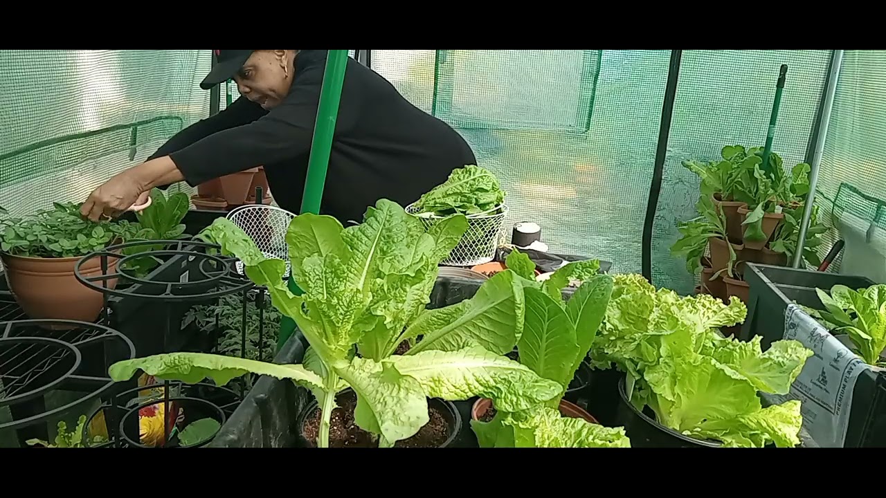 Romaine, Butter crunch  & Leaf LETTUCE  Harvest | Container Garden Tour, Fresh Salad from my garden.