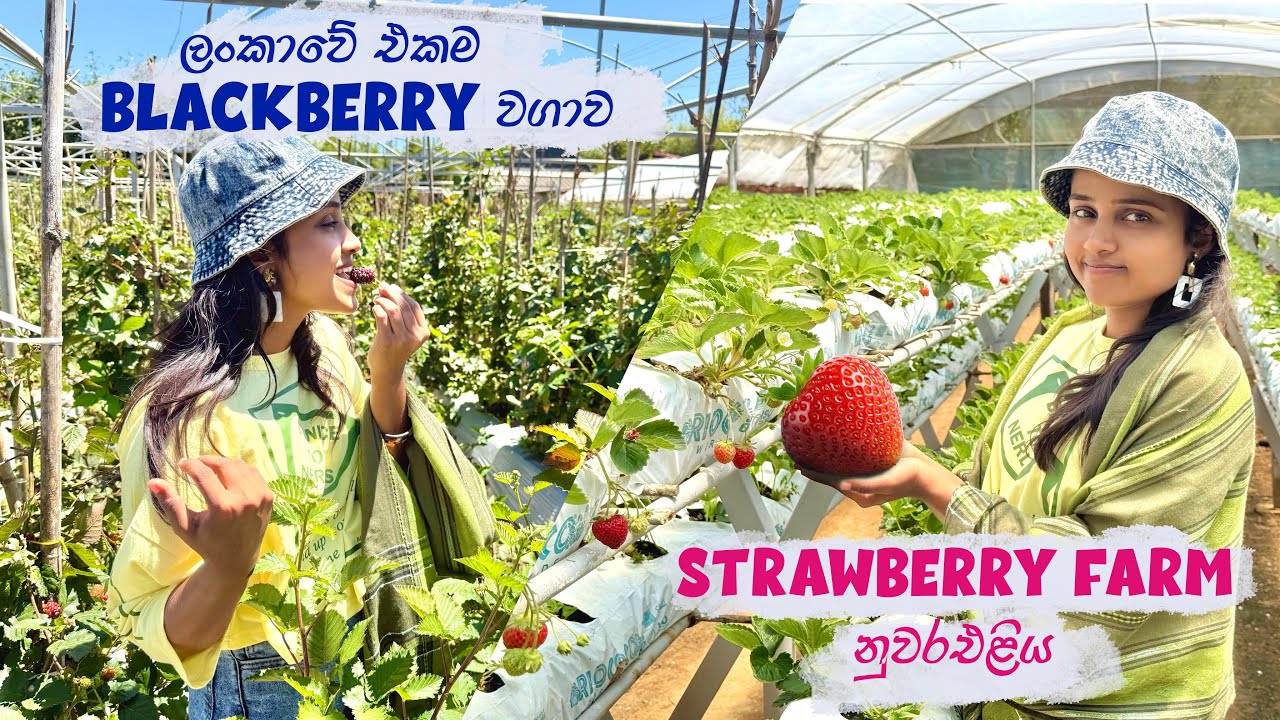 Strawberry farm NuwaraEliya 🍓 | Sen Horti Strawberry farm |  Jagro strawberry farm Sri Lanka
