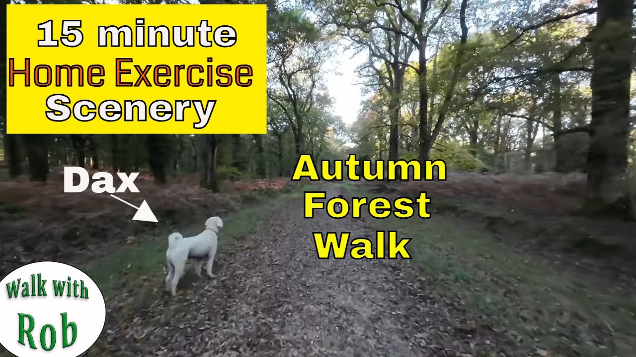 A 15 minute Autumn Excercise 'Virtual Dog Walk' at Cadman's Pool in The New Forest