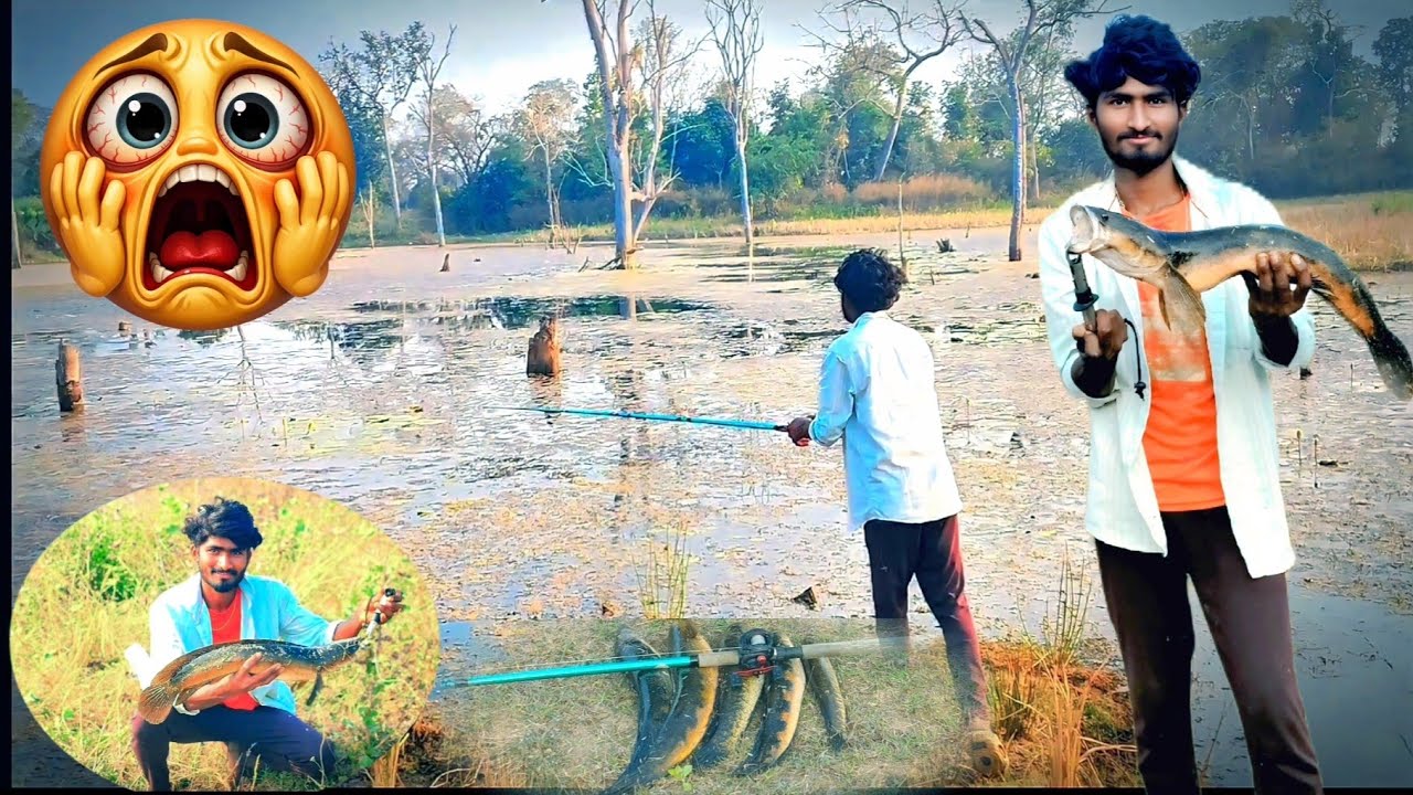# korramenla# వర్షం# మామ ఇక్కడ snakehead fish hunting video 