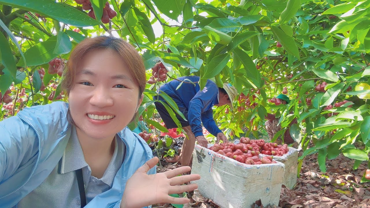 Vườn mận của Ngoại năm nay trúng mùa thương lái đến mua hái mỏi tay luôn