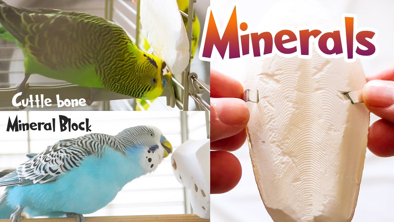 Budgie Minerals | Cuttlefish Bone and Mineral Block