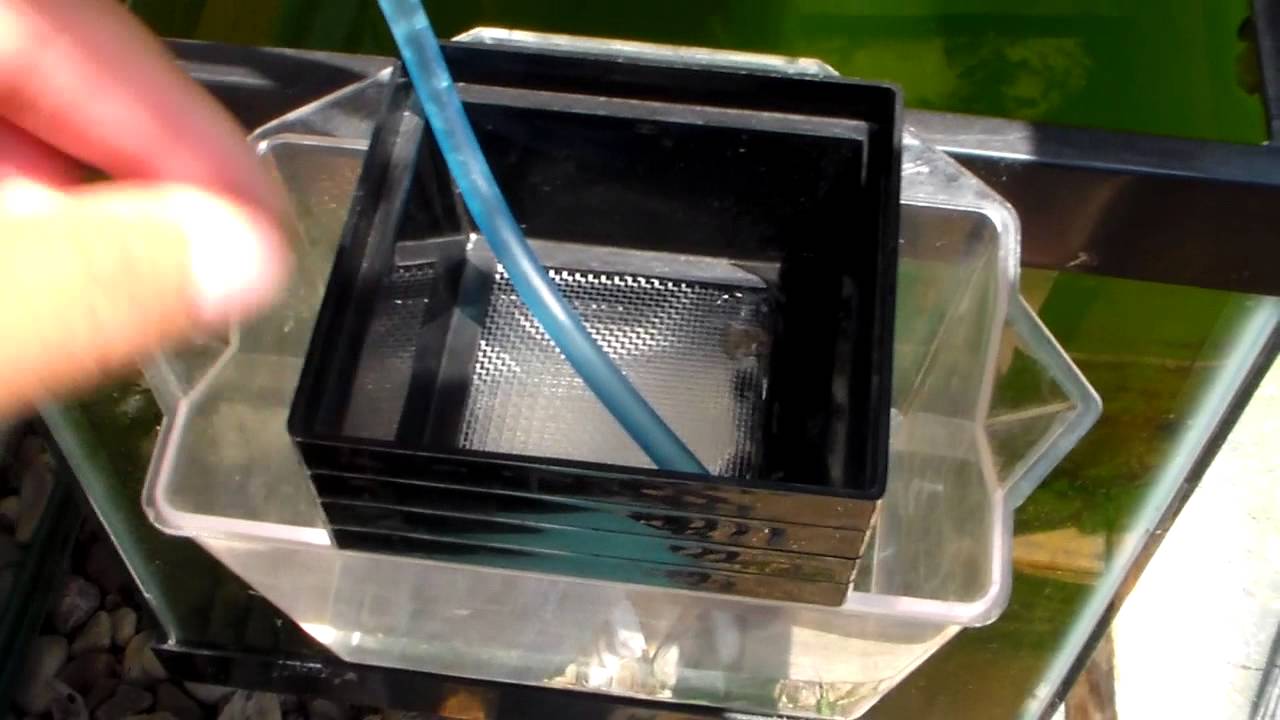 Talking About Daphnia: Harvesting