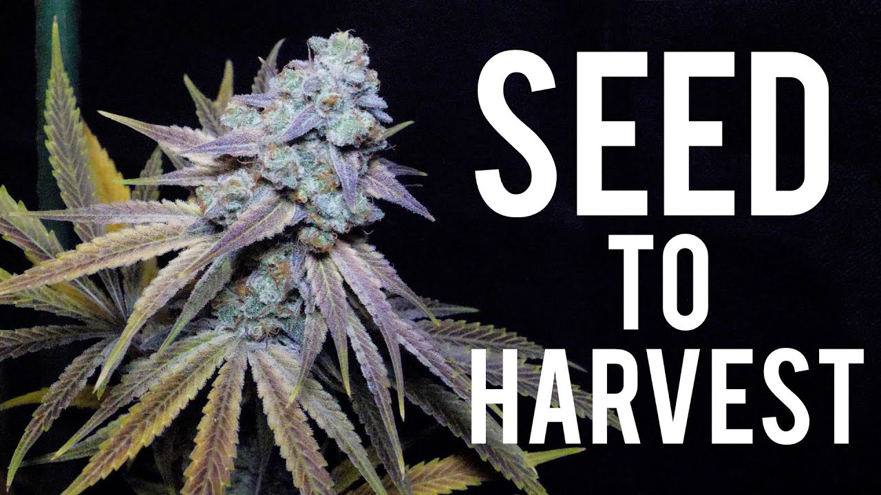 Seed To Harvest: A Photoperiod Cannabis Plant