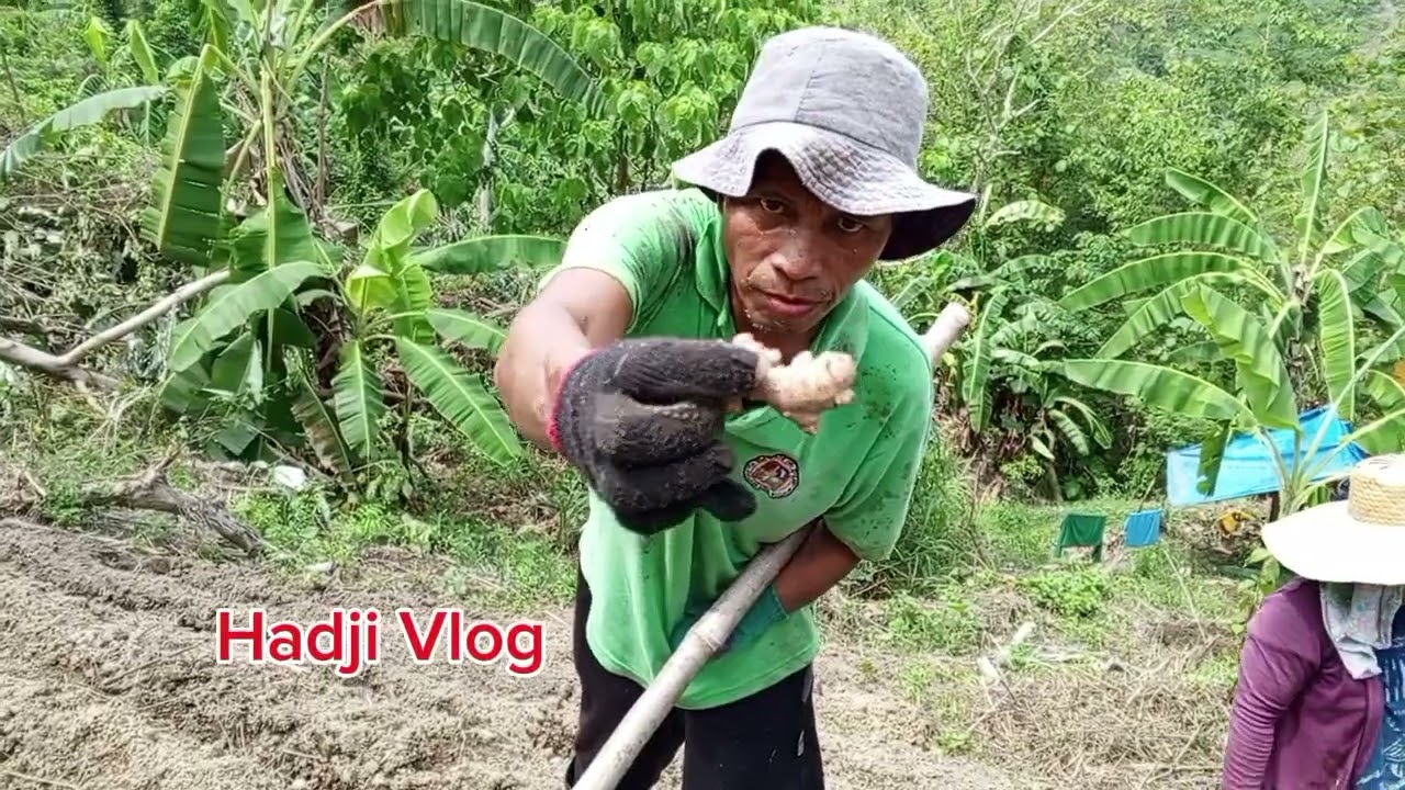 magtanim kami ng luya