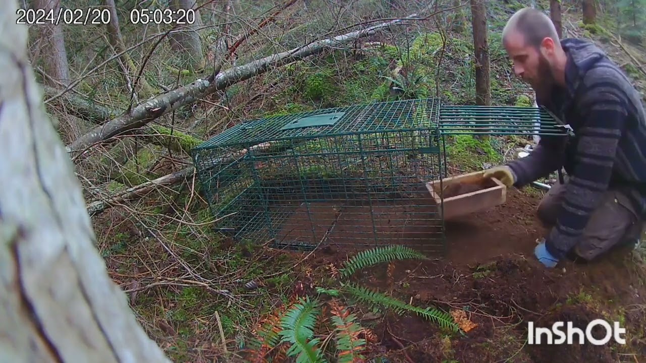 bobcat cage trap set. Western Washington.