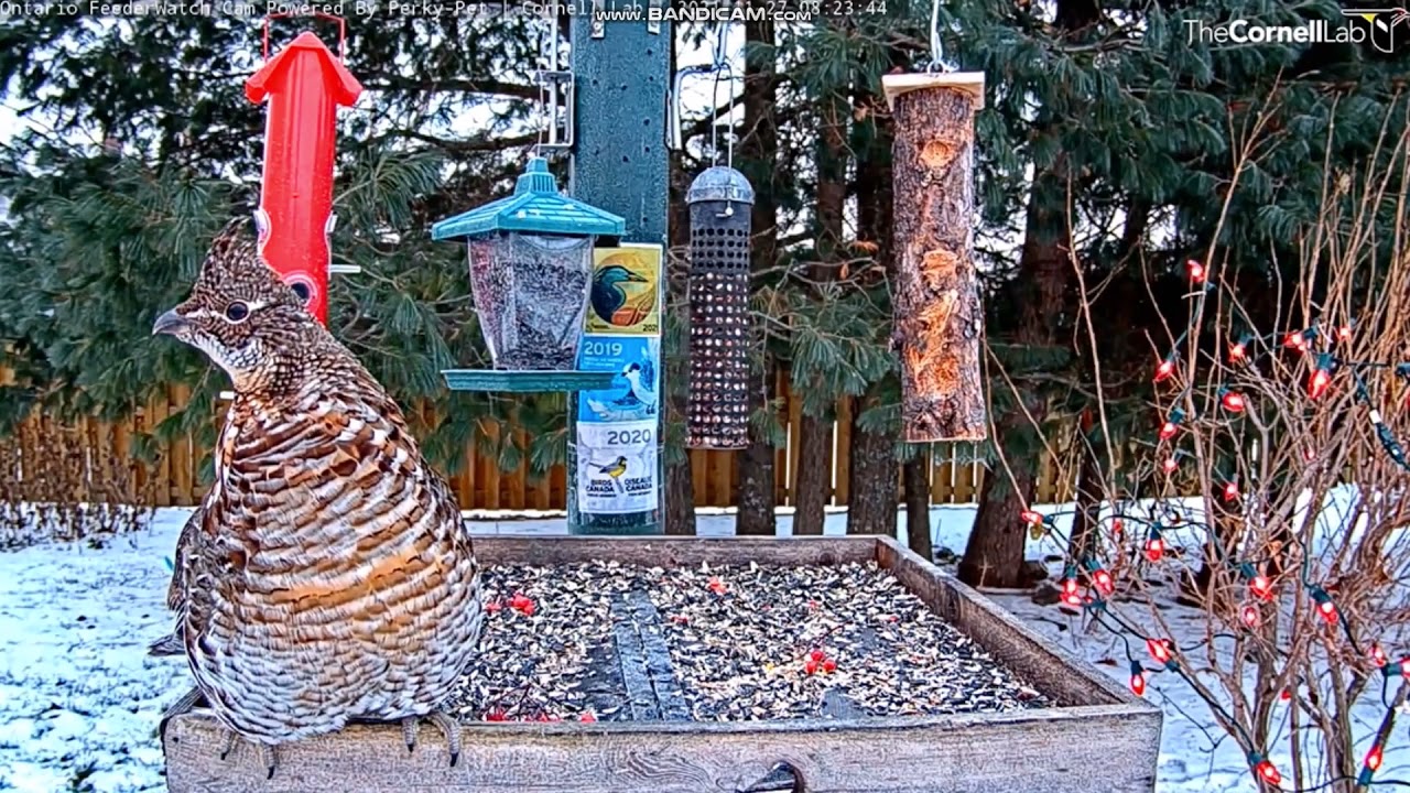 Karmnik dla ptaków Manitouwadge, Ontario, Kanada -  rzadko spotykany gość z wizytą  2021 11 27