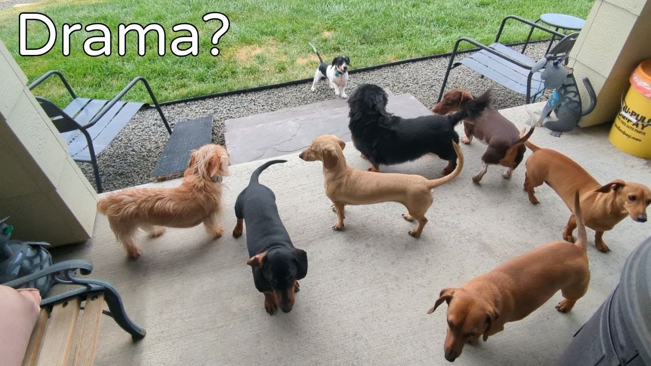 9 Mini Dachshunds any Drama?