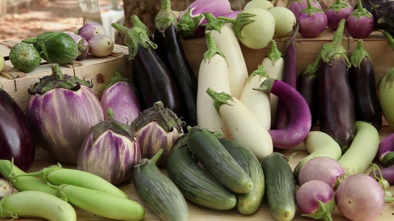 Samenbau der Aubergine