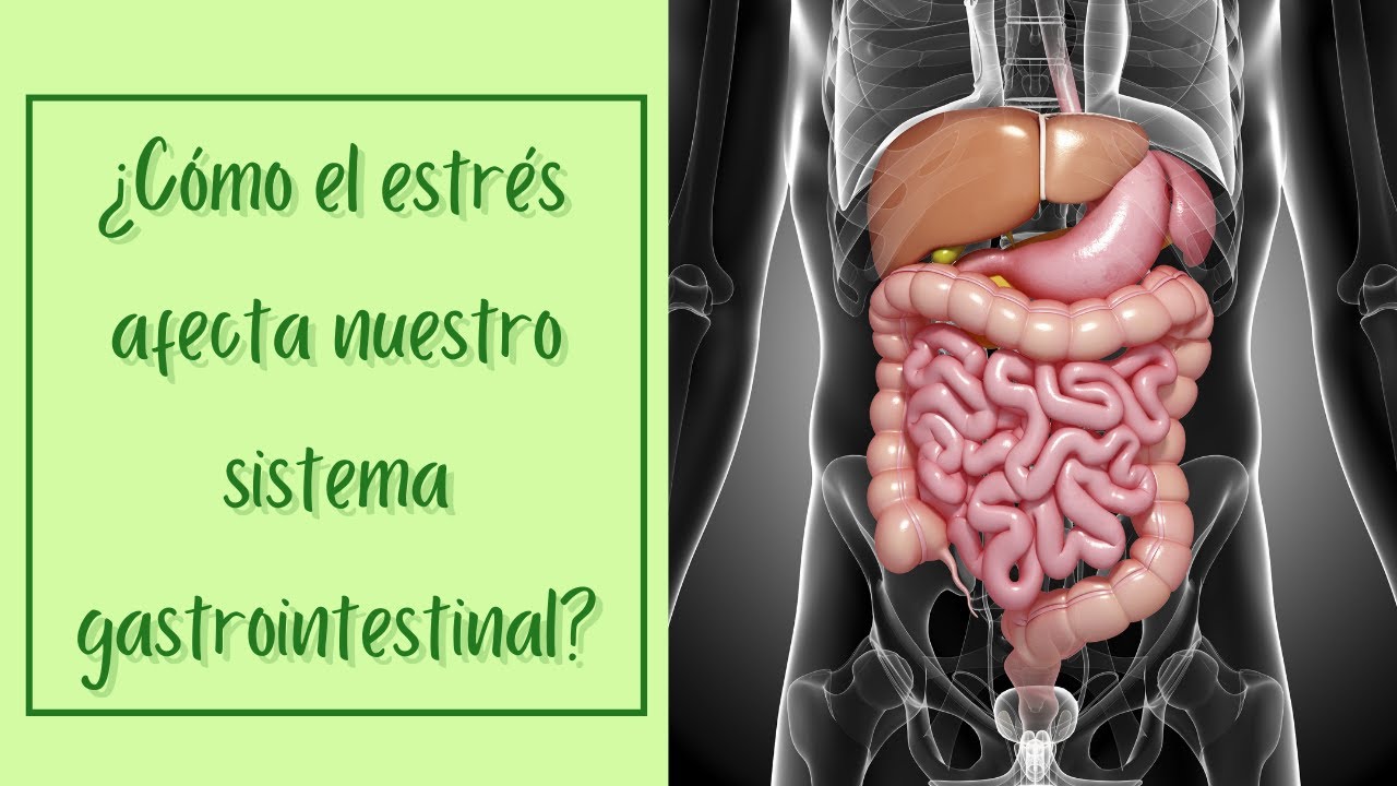 &iquest;C&Oacute;MO EL ESTR&Eacute;S AFECTA NUESTRO SISTEMA GASTROINTESTINAL?