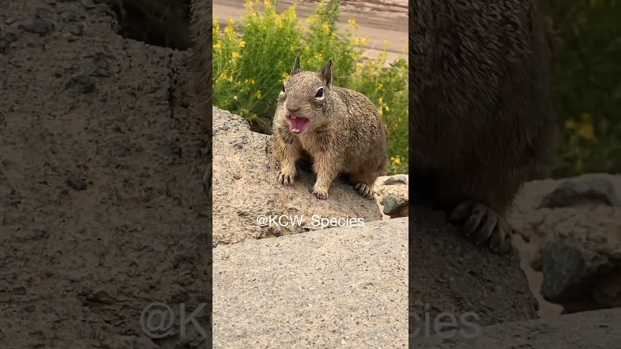 Squirrel Sounds 🐿️😍🥰 