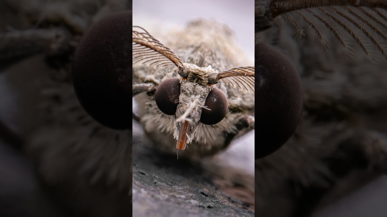 AstrHori 120mm F2.8 Macro 2X can take high-resolution macro