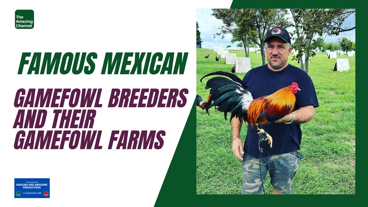 AMAZING SPORTS HOBBY # Famous Mexican Gamefowl Breeders and their Gamefowl Farms.