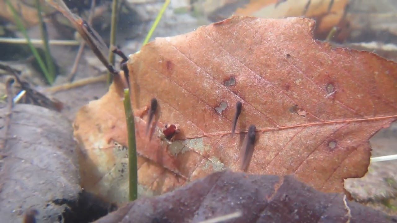 Vernal Pool Video #7: Tadpoles and More