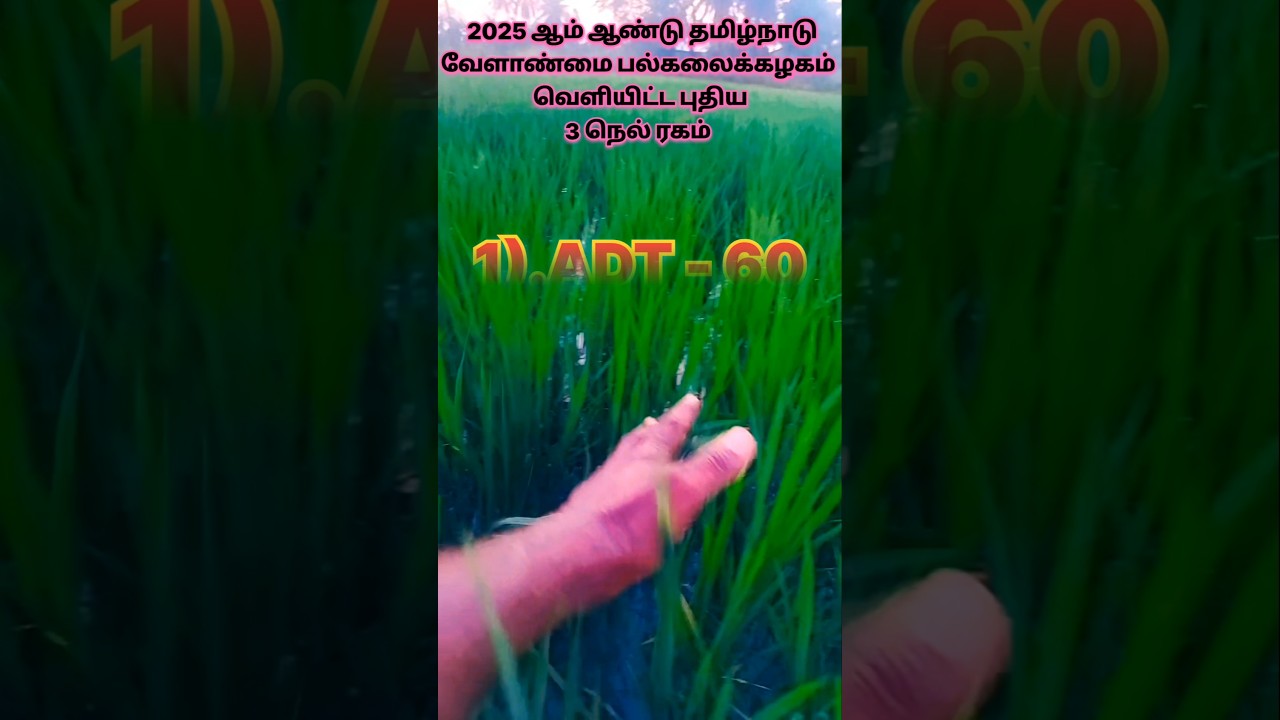 🌾 2025 New Paddy Variety 🌾 #trending #viralvideo #paddy #agriculture #tamil #shorts #ytshorts #yt 🌾