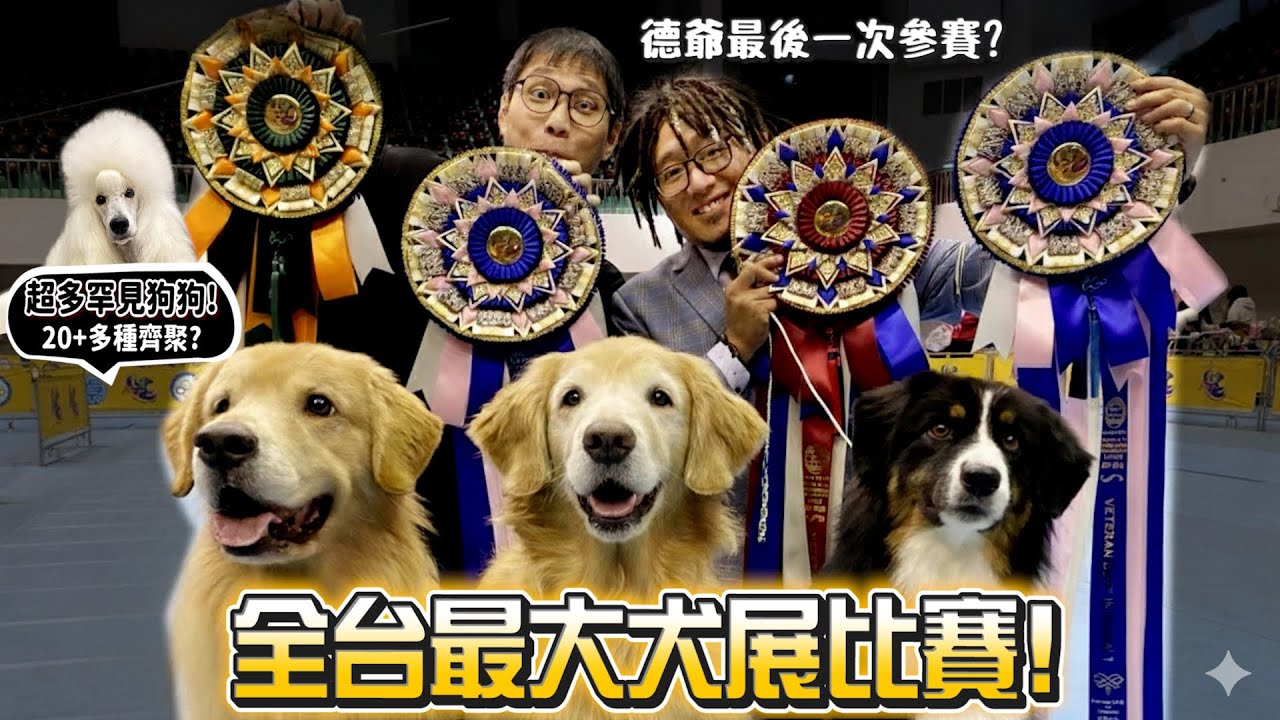 【德爺】全台最大場次犬展比賽！德爺最後一次出賽?20+種以上狗狗齊聚!黃金獵犬上場超失控!會不會大扣分?【許伯簡芝】