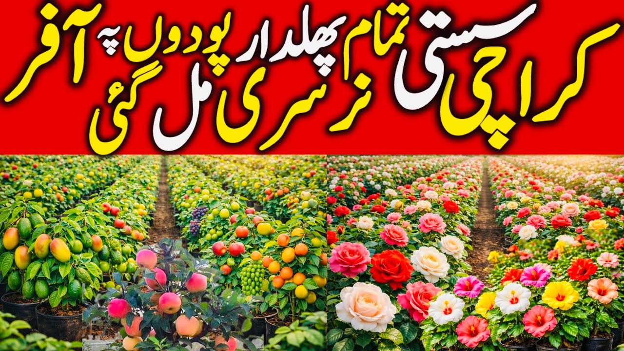 Karachi Nursery Plants🌱Best Nursery In Karachi | Wholesale Nursery | Fruit Plant Nursery In Karachi