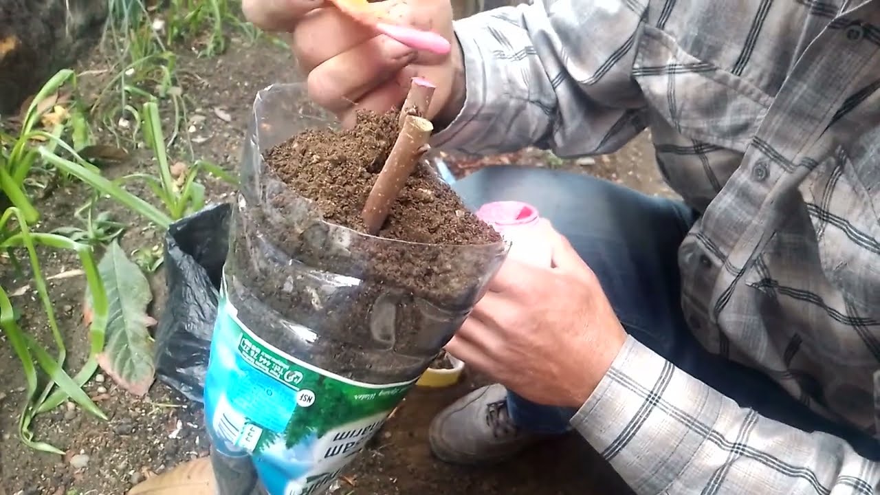TRABZON HURMASI AŞISI NASIL YAPILIR. Cennet hurması aşısı nasıl yapılır. KARA HURMA AŞISI 🌳